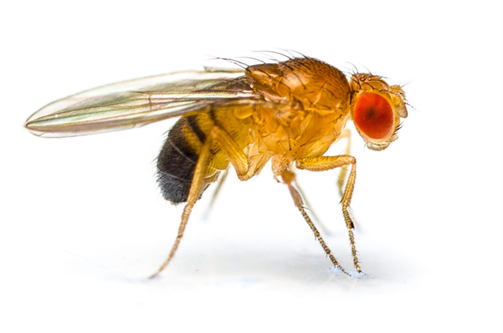 Fruit Fly